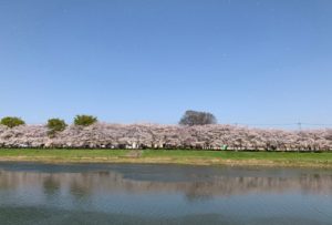 川久保公園から見た対岸の桜並木