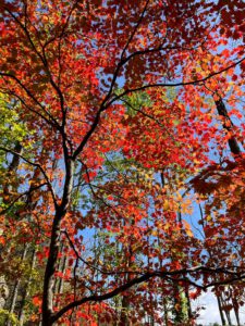 LINE_ALBUM_青森_251030_33