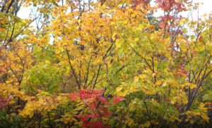 LINE_ALBUM_20251004栗駒山_251009_7