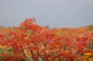 LINE_ALBUM_20251004栗駒山_251009_6